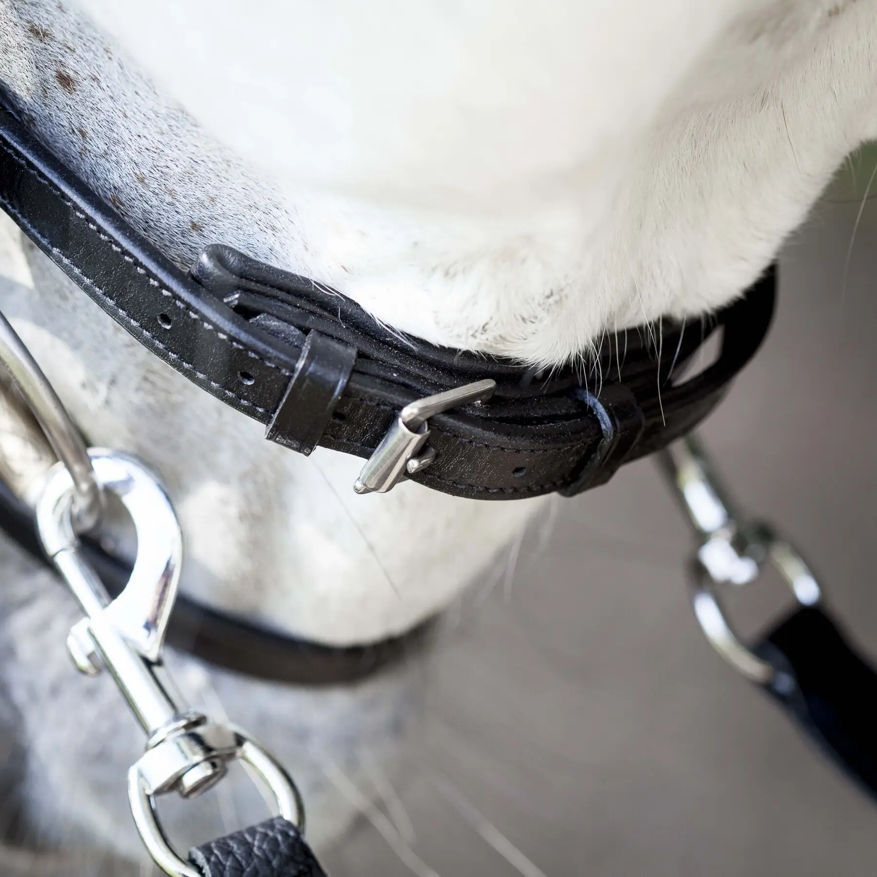 Enskur nasamúll m/skáreim - Classic - Image 2