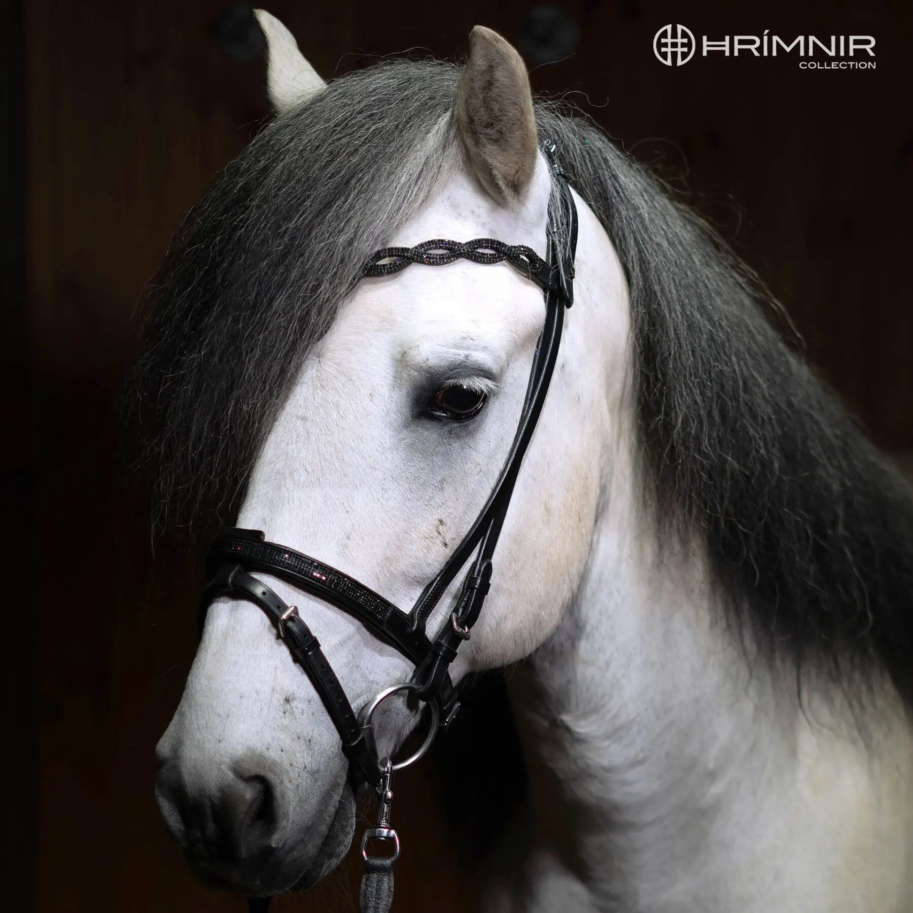 Enskur nasamúll m/skáreim - Lava