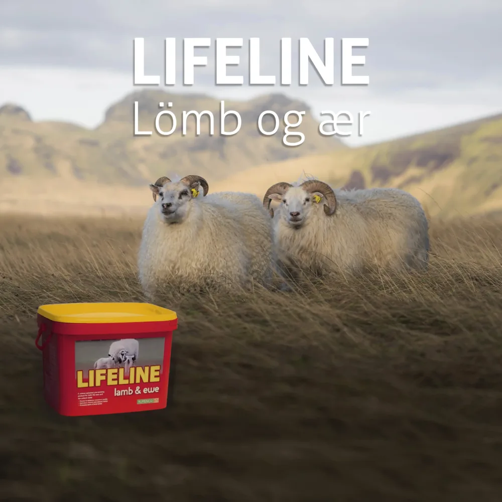 Lifeline lömb og ær - Líflína í sauðburði