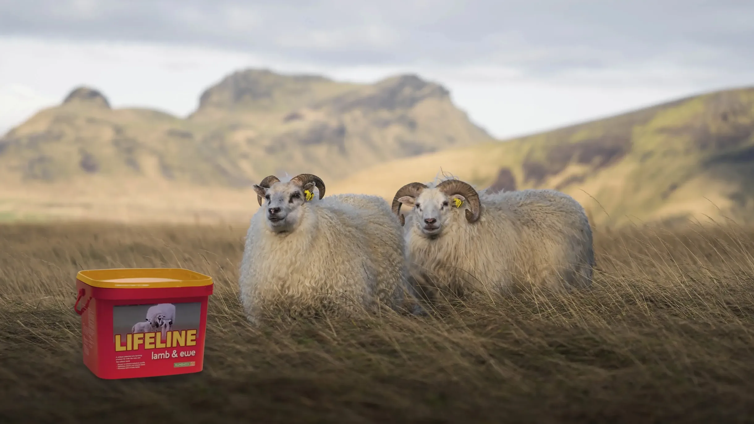 Lifeline lömb og ær - stuðningur við lömb og ær þegar mest á reynir
