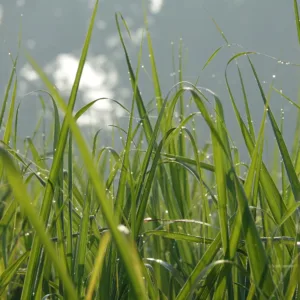 Gras V.sveifgr. Oxford 25 kg.