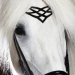 Höfuðleður Heritage C - Image 2