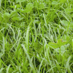 Protaplus 15 kg - Rýgresisblanda m. smára